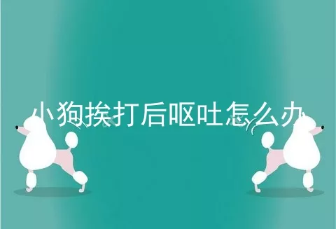 小狗挨打后呕吐怎么办