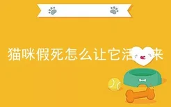 猫咪假死怎么让它活过来