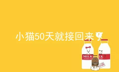 小猫50天就接回来了