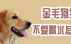 金毛狗狗不爱喝水怎么办