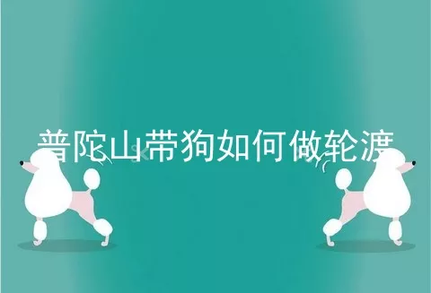 普陀山带狗如何做轮渡