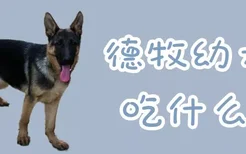 德牧幼犬吃什么