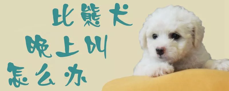 比熊犬晚上叫怎么办1