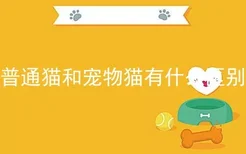 普通猫和宠物猫有什么区别