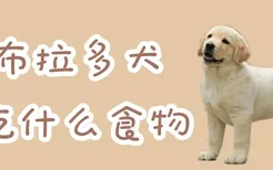 拉布拉多犬吃什么食物