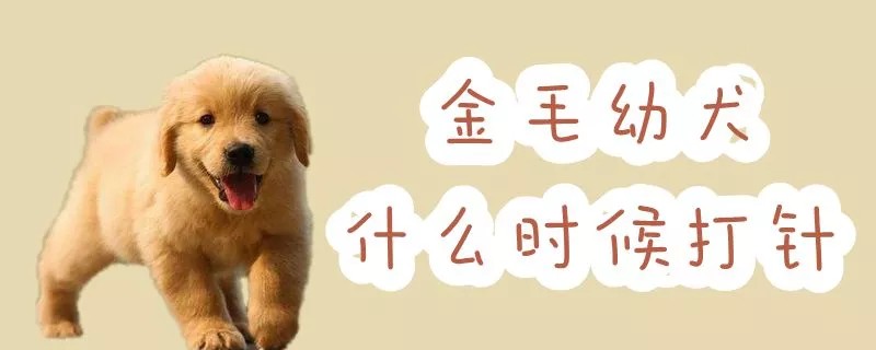 金毛幼犬什么时候打针