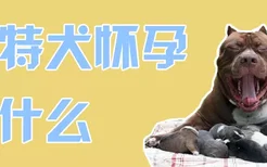 比特犬怀孕吃什么