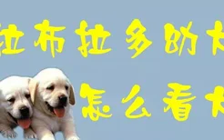 拉布拉多幼犬怎么看大小