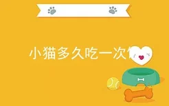 小猫多久吃一次饭