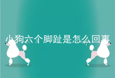 小狗六个脚趾是怎么回事