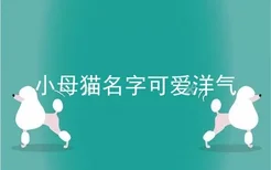 小母猫名字可爱洋气