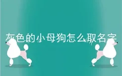 灰色的小母狗怎么取名字