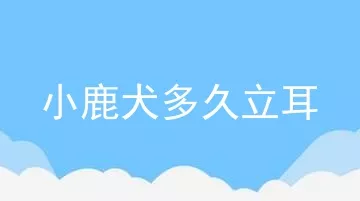 小鹿犬多久立耳