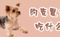 约克夏犬吃什么