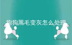 狗狗黑毛变灰怎么处理