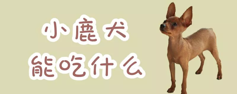 小鹿犬能吃什么