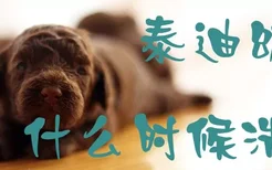 泰迪幼犬什么时候洗澡