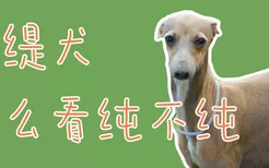 灵缇犬怎么看纯不纯