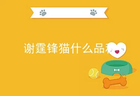 谢霆锋猫什么品种