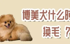 博美犬什么时候换毛