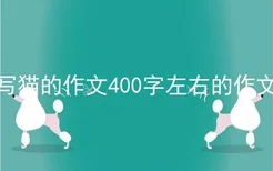 写猫的作文400字左右的作文