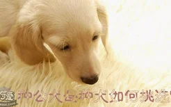 种公犬母种犬如何挑选？