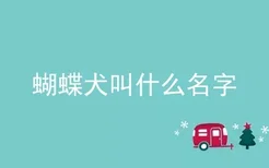 蝴蝶犬叫什么名字