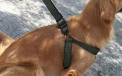 文明养犬佩戴牵引绳 使用狗狗牵引绳的一些建议