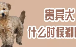 贵宾犬什么时候剃胎毛