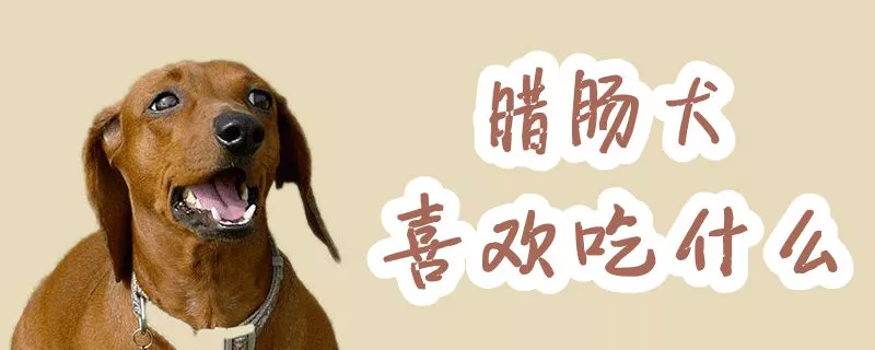 腊肠犬喜欢吃什么