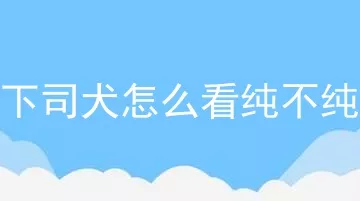 下司犬怎么看纯不纯