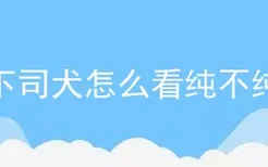 下司犬怎么看纯不纯