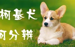 柯基犬如何分辨