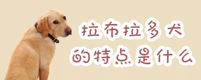 拉布拉多犬的特点是什么