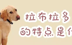 拉布拉多犬的特点是什么