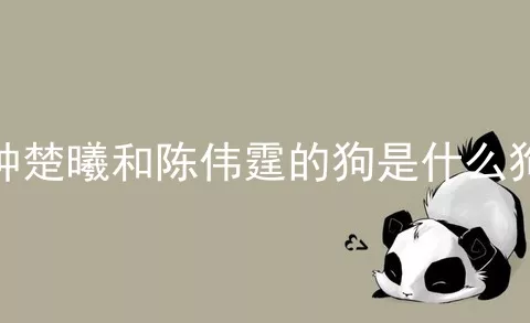 钟楚曦和陈伟霆的狗是什么狗