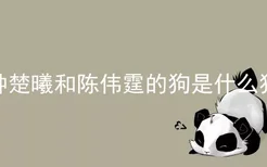 钟楚曦和陈伟霆的狗是什么狗