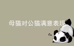 母猫对公猫满意表现