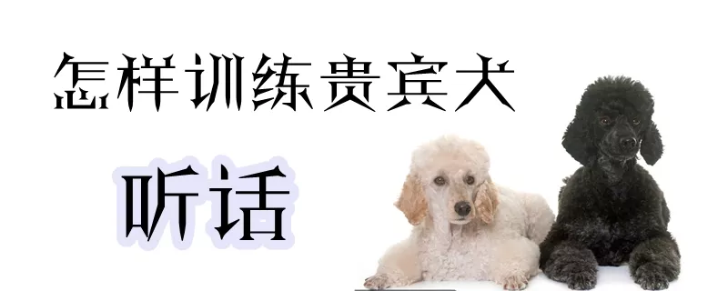 怎样训练贵宾犬听话