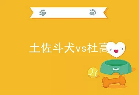 土佐斗犬vs杜高