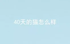 40天的猫怎么样