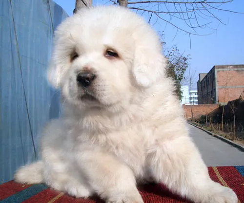 白色短毛小型犬品种大全