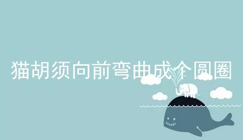 猫胡须向前弯曲成个圆圈