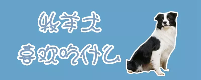 牧羊犬喜欢吃什么