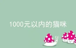 1000元以内的猫咪