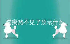 猫突然不见了预示什么