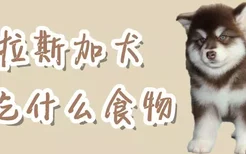 阿拉斯加犬吃什么食物