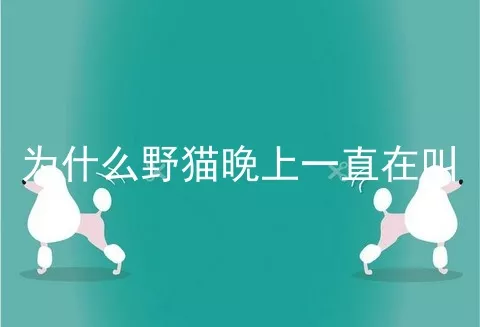 为什么野猫晚上一直在叫