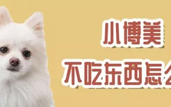 小博美不吃东西怎么办