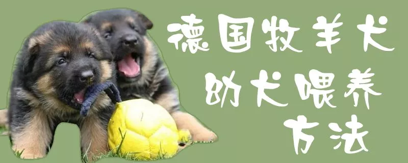 德国牧羊犬幼犬喂养方法1